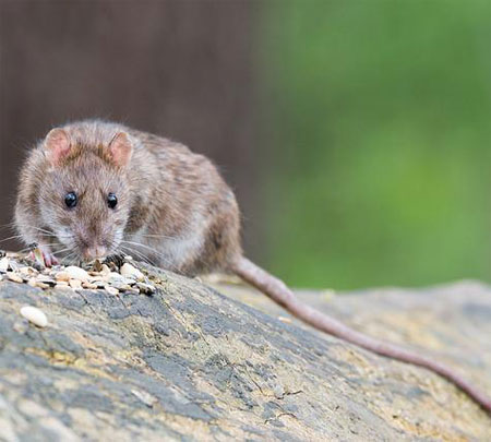 rat removal west wales